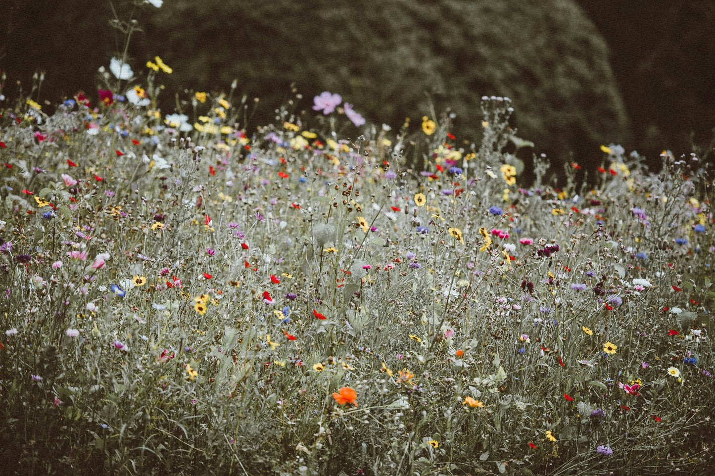 WILDFLOWERS