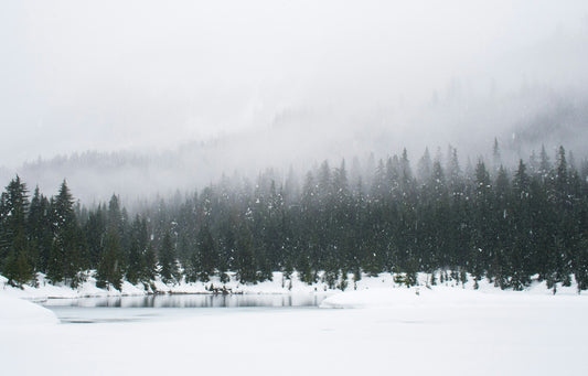 WINTER FOREST