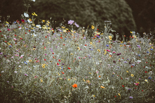 WILDFLOWERS